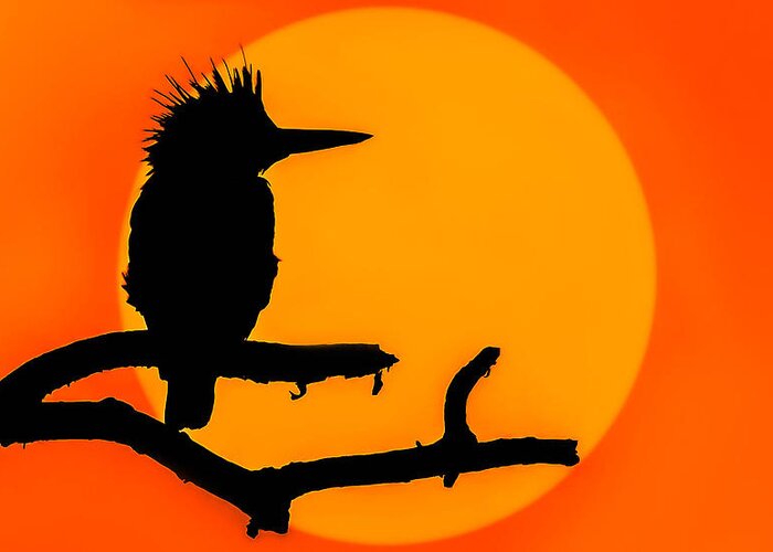 Aurora Greeting Card featuring the photograph Kingfisher Sunset by Brian Stevens