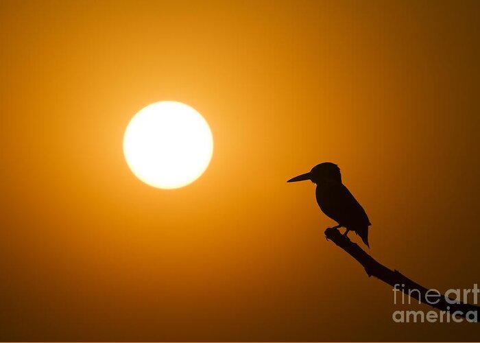 Kingfisher Greeting Card featuring the photograph Kingfisher Sunset by Tim Gainey