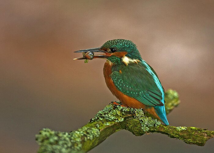 Commonkingfisher Greeting Card featuring the photograph Kingfisher with Stickleback by Paul Scoullar