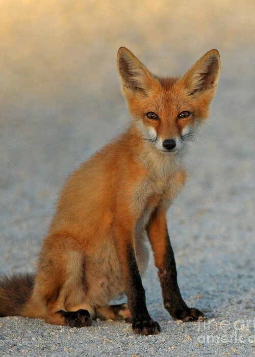 Nature Greeting Card featuring the photograph Kit by Olivia Hardwicke