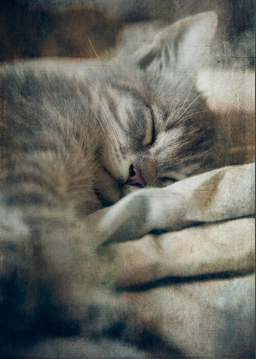Loriental Greeting Card featuring the photograph Kitten's Sweet Dream #01 by Loriental Photography