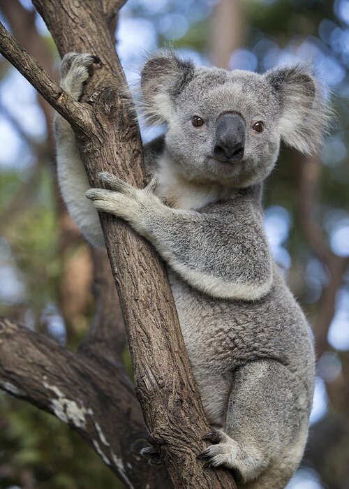 Feb0514 Greeting Card featuring the photograph Koala Male Australia by Suzi Eszterhas