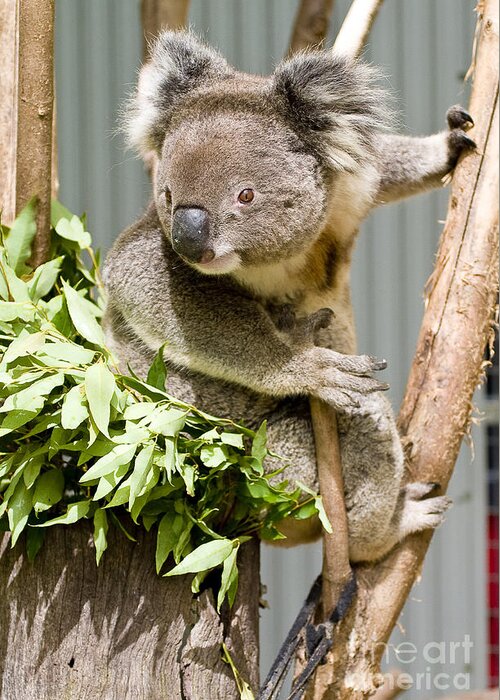 Koala Greeting Card featuring the photograph Koala by Steven Ralser