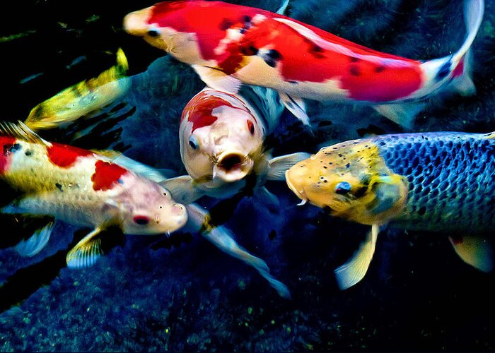Fish Greeting Card featuring the photograph Koi Quartet by Joseph Hollingsworth