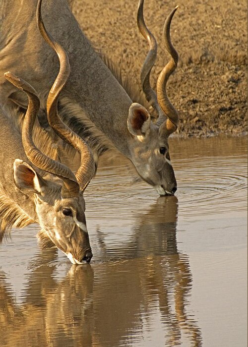 Kudu Greeting Card featuring the photograph Kudus by Dennis Cox