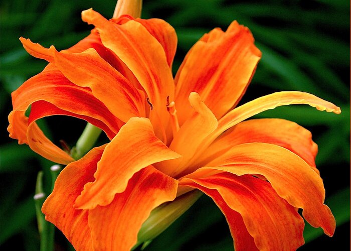 Orange Greeting Card featuring the photograph Kwanso Lily by Rona Black