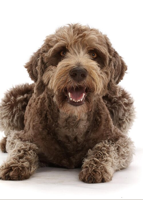 Animals Greeting Card featuring the photograph Labradoodle Lying With Head by Mark Taylor
