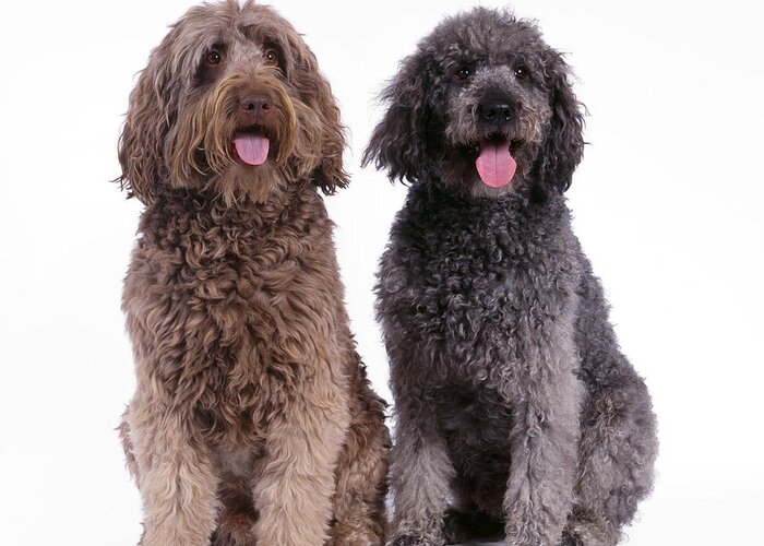 Dog Greeting Card featuring the photograph Labradoodles by John Daniels