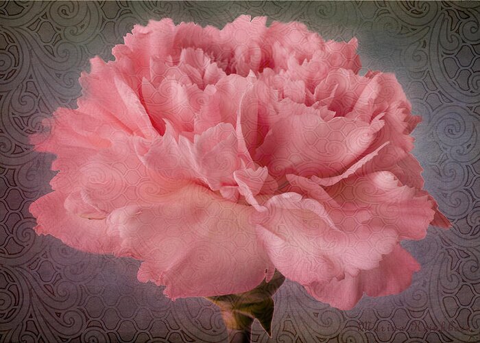 Pink Carnation Bloom Greeting Card featuring the photograph Carnation Fascination by Marina Kojukhova