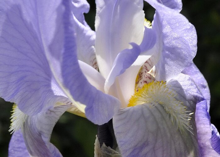 Iris Greeting Card featuring the digital art Laced Beauty by Jim Brage