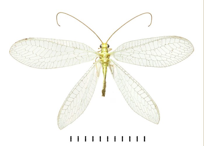 Animal Greeting Card featuring the photograph Lacewing by Natural History Museum, London