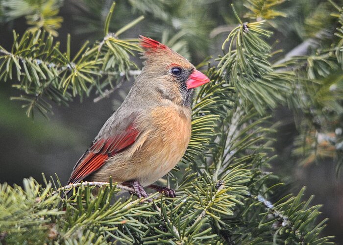 Cardinal Greeting Card featuring the photograph Lady Cardinal in the Pines by Peg Runyan