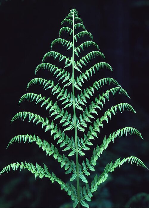 Lady Fern Greeting Card featuring the photograph Lady Fern in Olympic National Rainforest by Ed Cooper Photography