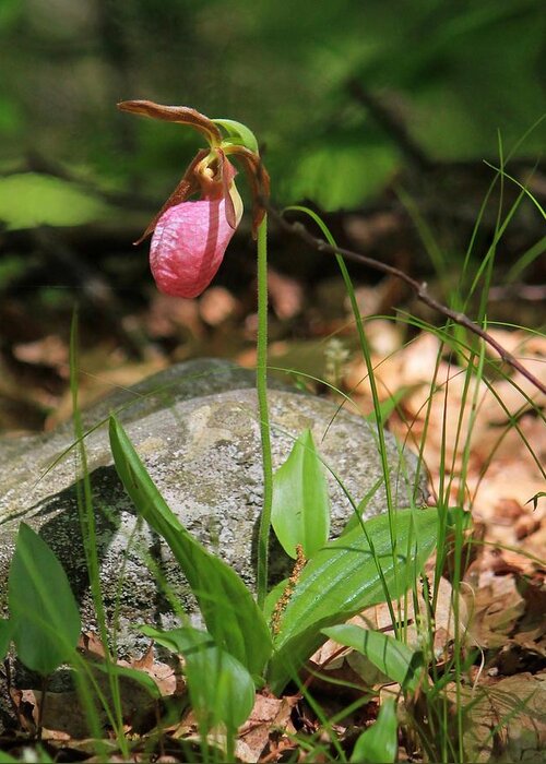 Fineartamerica Greeting Card featuring the photograph Lady Slippers at Moore State Park 3 by Michael Saunders