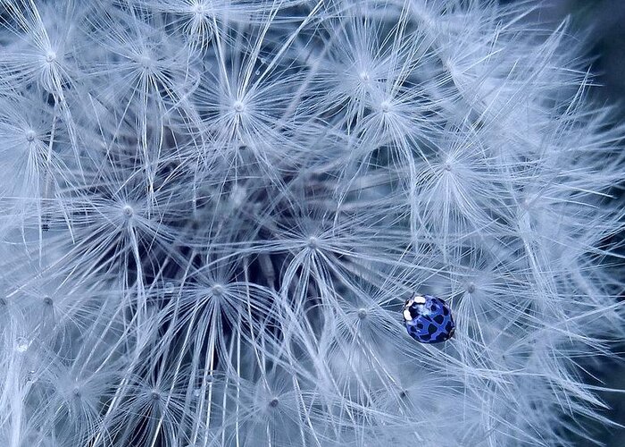 Floral Art Greeting Card featuring the photograph Blue Ladybird on Dandelion by Vanessa Thomas