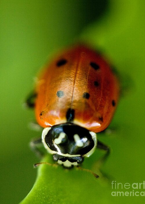 Ladybug Greeting Card featuring the photograph Ladybug on Leaf by Iris Richardson