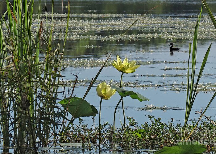 Lotus Greeting Card featuring the photograph Lake Marion Morning by Deborah Smith