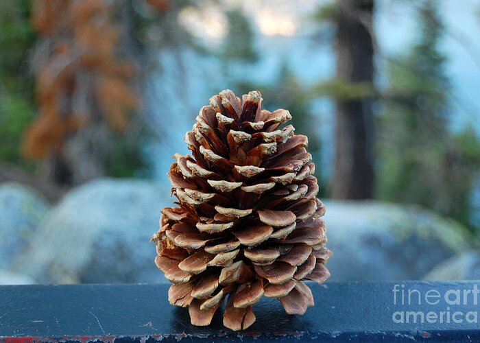 Lake Tahoe Greeting Card featuring the photograph Lake Tahoe Pine Cone by Debra Thompson