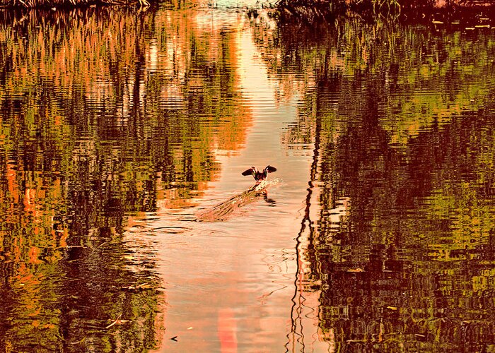 Duck Greeting Card featuring the photograph Landing duck absrtact by Leif Sohlman