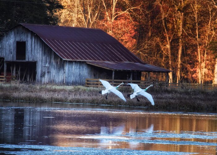 Trumpeter Swans Greeting Card featuring the photograph Landing Trumpeter Swans Boxley Mill Pond by Michael Dougherty