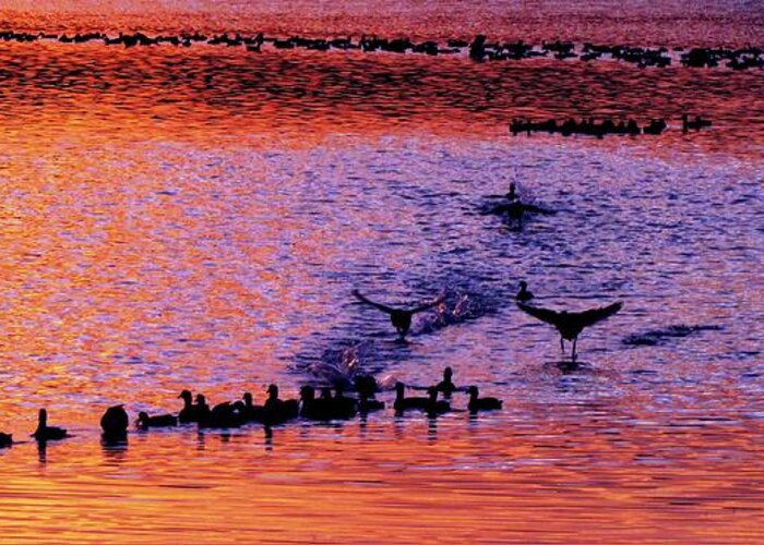 Ducks Greeting Card featuring the photograph Landing by Will Boutin Photos