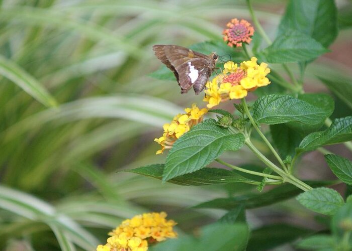 Flora Greeting Card featuring the photograph Lantana by Bill TALICH