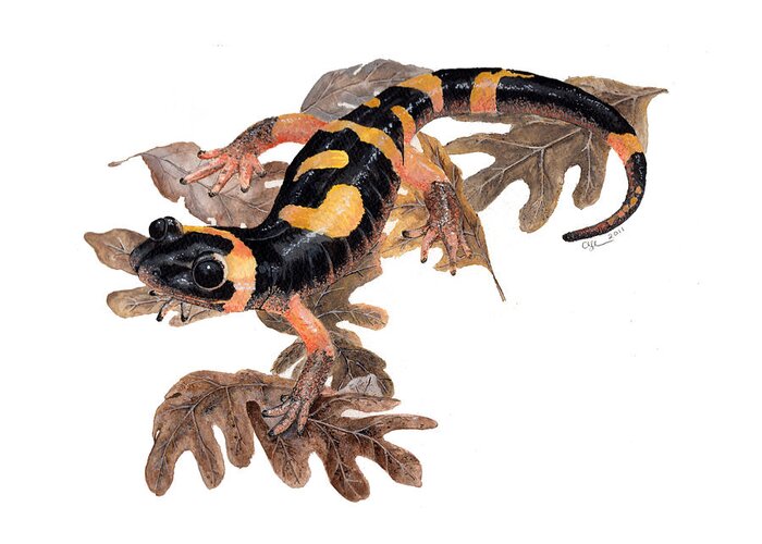 Salamander Greeting Card featuring the painting Large blotched salamander on oak leaves by Cindy Hitchcock
