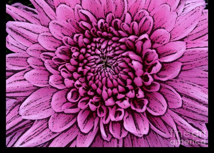 Pink Dahlias Greeting Card featuring the photograph Large Pink Dahlia 2 by Joan-Violet Stretch