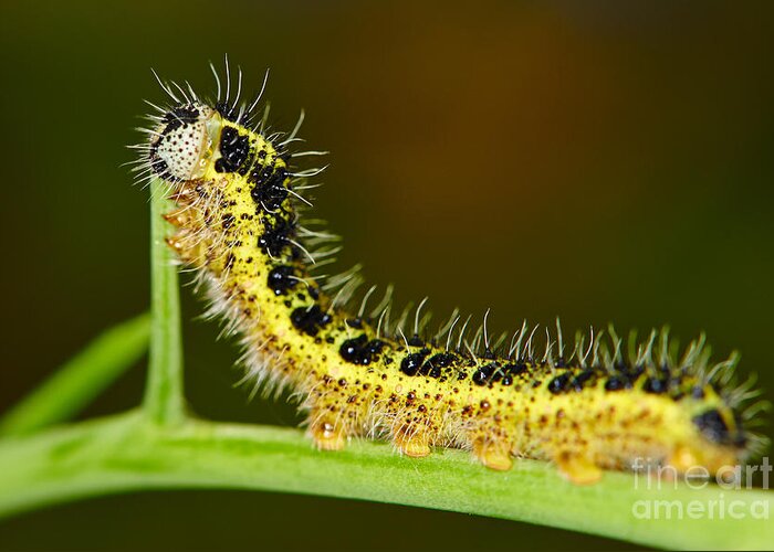 Large Greeting Card featuring the photograph Large White Caterpillar by Nick Biemans