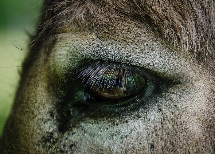 Such Beautiful Eyes On Such A Humble Creature. This Donkey Snuck Up Behind Me While I Was Photographing An Elusive Curley-horned Ram. He Was Happy To Pose For Me. Greeting Card featuring the photograph Lashes by Jennifer Kano