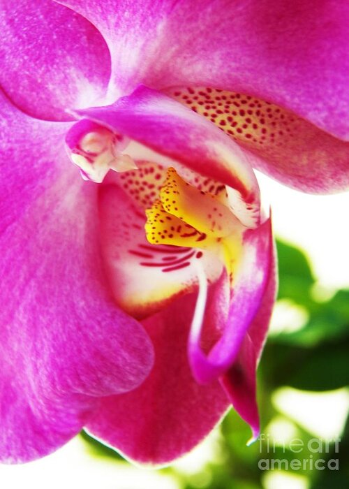 Orchid Greeting Card featuring the photograph Last Orchid Waves Goodbye by Judy Via-Wolff