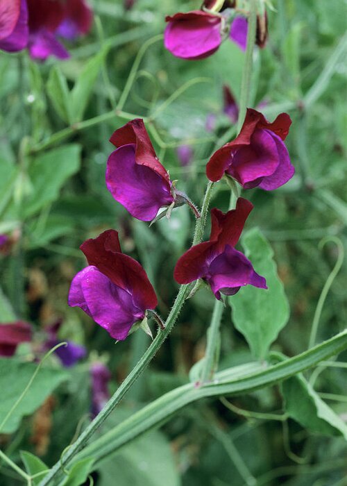 Sweet Pea Greeting Card featuring the photograph Lathyrus 'cupani' Flowers by Tony Wood/science Photo Library