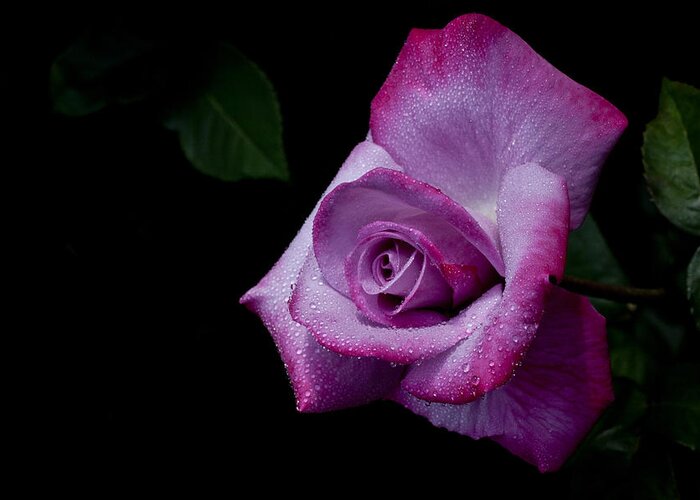 Rose Greeting Card featuring the photograph Lavendar Lady by Doug Norkum