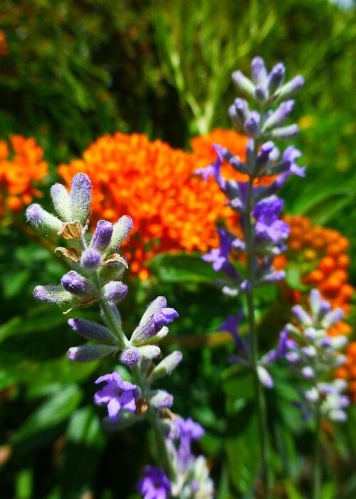 Lavender Greeting Card featuring the photograph Lavender and Butterfly Weed by Jennifer Wheatley Wolf