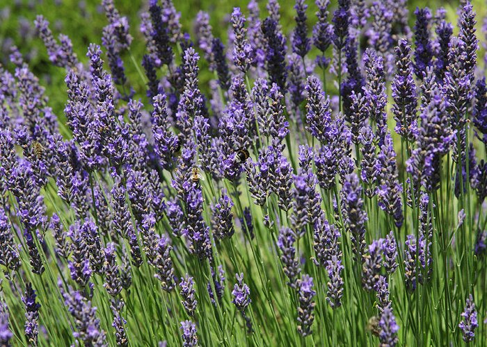 Lavender Greeting Card featuring the photograph Lavender by Chevy Fleet