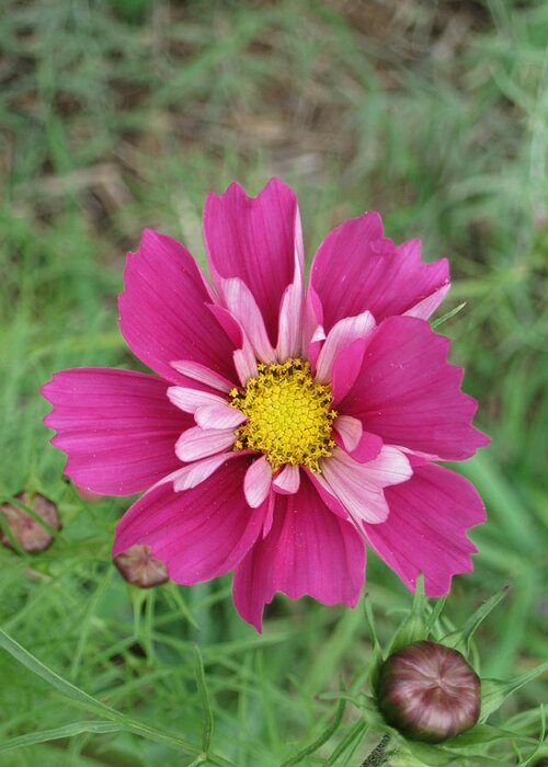 Cosmos Greeting Card featuring the photograph Lavender Cosmo by Ron Monsour