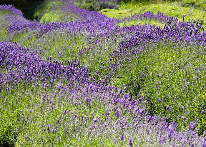 Lavender Greeting Card featuring the photograph Lavender Day by Kathy Bassett