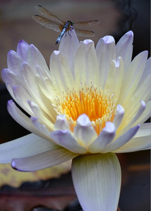 Lavender Edged Lotus Greeting Card featuring the photograph Lavender Edged Lotus by Maria Urso
