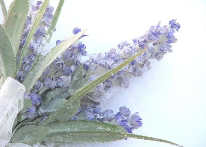 Lavender Greeting Card featuring the photograph Lavender In Snow by Angela Davies