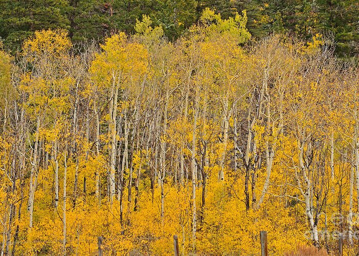 Aspen Greeting Card featuring the photograph Layers of Gold by Kelly Black