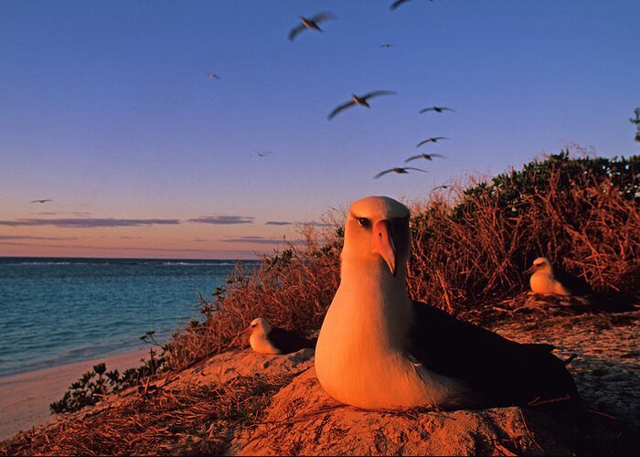 Albatross Greeting Card featuring the photograph Laysan Albatross On Nest At Dawn by Stephen Gorman