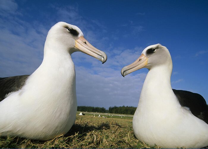Feb0514 Greeting Card featuring the photograph Laysan Albatross Pair Hawaii by Tui De Roy