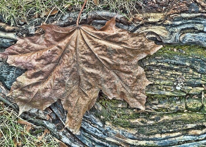 Minneapolis Greeting Card featuring the photograph Leaf on Tree Root by Betty Eich