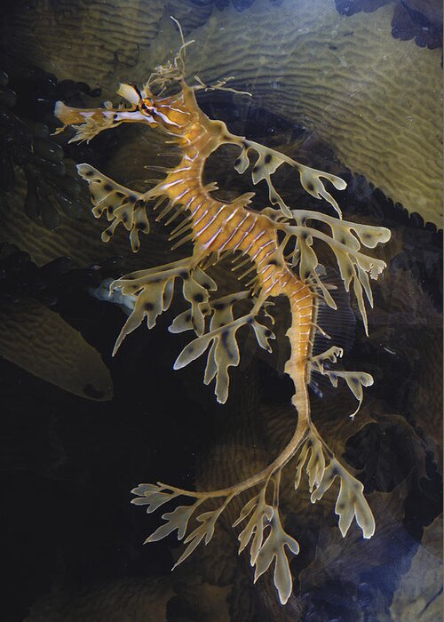 Leafy Sea Dragon Greeting Card featuring the photograph Leafy Sea Dragon by Dr. Paul Zahl
