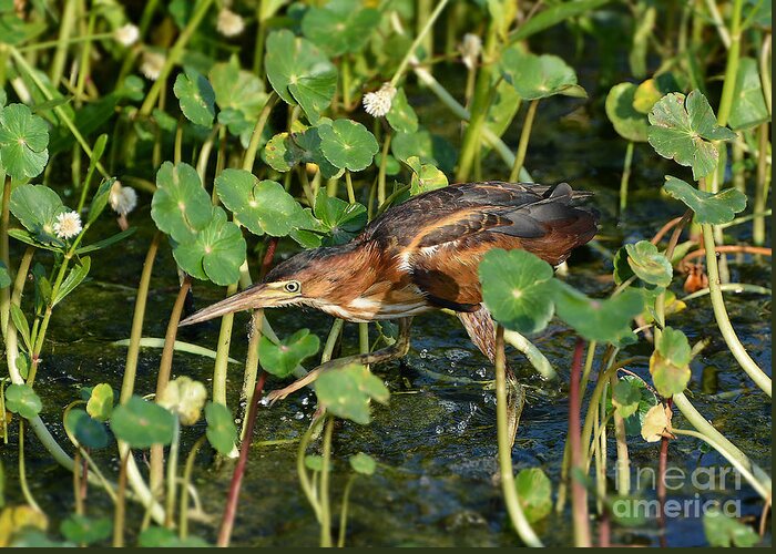 Bittern Greeting Card featuring the photograph Least Bittern Male by Kathy Baccari