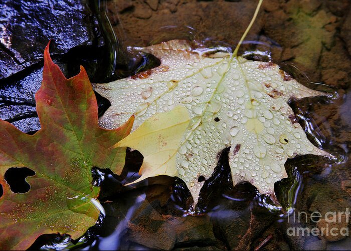 Leaf Greeting Card featuring the photograph Leaves afloat after the rain by Darleen Stry