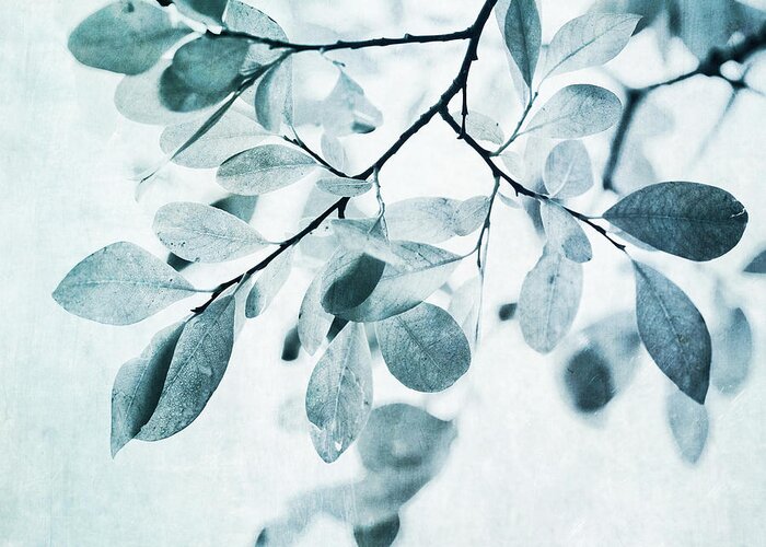 Foliage Greeting Card featuring the photograph Leaves In Dusty Blue by Priska Wettstein