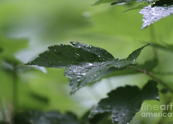 White Greeting Card featuring the photograph Leaves in the rain by Jennifer E Doll