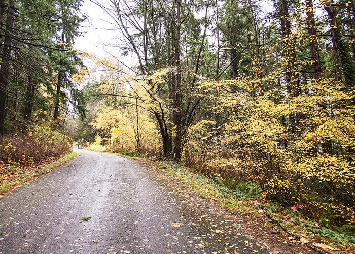 Bellingham Greeting Card featuring the photograph Leaves of Gold by Judy Wright Lott