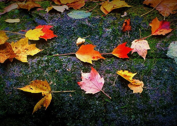 Fine Art Greeting Card featuring the photograph Leaves on Rock by Rodney Lee Williams